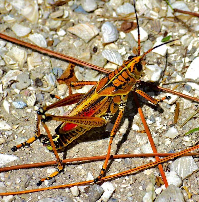 Jaw & Chin Surgery Abroad: Facial Harmony at Affordable Prices